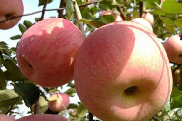 纸袋苹果和膜袋苹果的区别