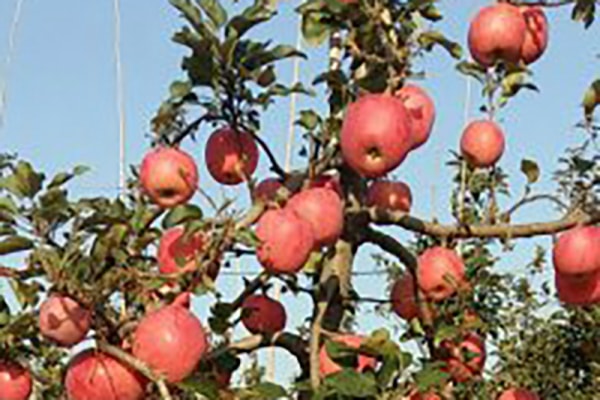 果袋机厂家说说苹果套袋时要注意什么