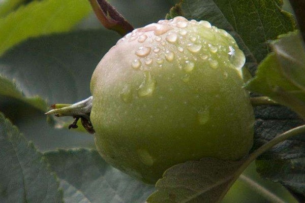 为什么不能雨后套苹果袋呢？